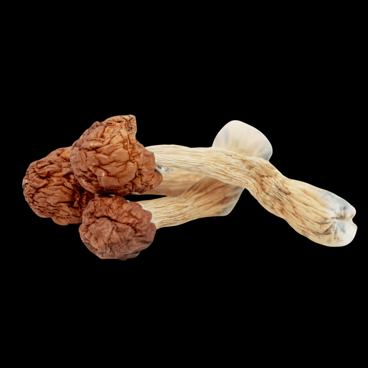 melmac-Photoroom (1) (1) Melmac Magic Mushrooms - Image 1